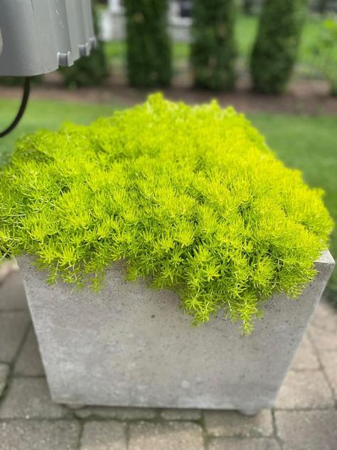 Lemon Ball Sedum, Lemon Coral Sedum In Containers, Modern Landscaping Front Yard, Lemon Coral Sedum, Yellow Sedum, Sedum Ground Cover, Stone Crop Sedum, Coral Jade Sedum, Winter Container Gardening