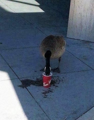 It's Monday morning: even Canada Geese need coffee! ;-) History Quotes Funny, Canadian Memes, Canada Memes, Canadian Humor, Standing In Water, Meanwhile In Canada, Canadian Things, Creepy Eyes, I Am Canadian