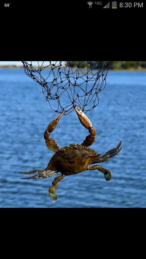 Maryland crab Maryland Crabs, Soft Shell Crab, Sea Of Galilee, Crab Fishing, Crab Shack, Ocean City Maryland, Summer Surf, Blue Crab, Aquatic Animals