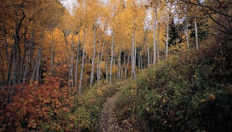 Deciduous Forest Aesthetic, Biome Project, Temperate Deciduous Forest, Temperate Forest, Warrior Cats Clans, Biomes Project, Deciduous Forest, American Aesthetic, Zoo Ideas