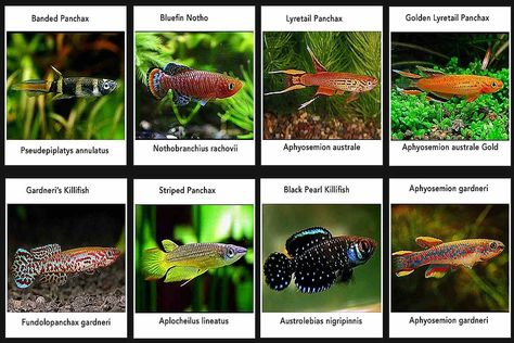 #killifish different ones #picture and #scientificname #commonname #freshwaterfish Tetra Fish, Tropical Fish Aquarium, Tropical Fish Tanks, Tropical Freshwater Fish, Fresh Water Fish Tank, Nano Aquarium, Fish Breeding, Tropical Aquarium, Salt Water Fishing