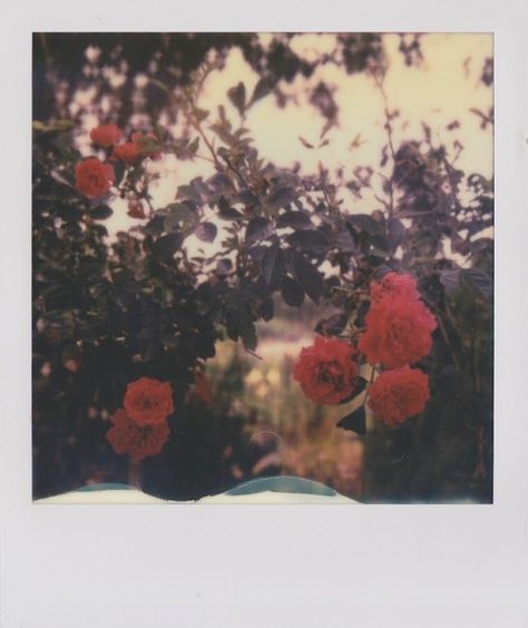 Analog Theme, Lana Vibes, Polaroid Aesthetic, Film Camera Photography, Flowers To Make, Polaroid Photography, Instant Photography, Dreamy Photography, Polaroid Photos