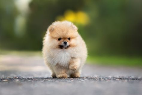 The Dark Side Of Pomeranian: What Every Owner Should Know #pomeranian #dog #pom #pomeranianworld #puppy #pomeranianpuppy #dogs #pomeranianlove Small Terrier Breeds, Smallest Dog Breeds, Smallest Dog, Group Of Dogs, Terrier Breeds, Lovely Animals, Companion Dog, Pomeranian Dog, Lap Dogs