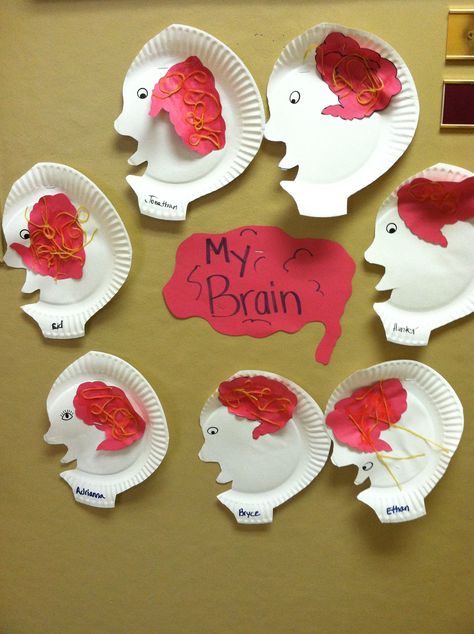 Brain Crafts For Preschoolers, Brain Craft Preschool, Healthy Bodies Preschool Theme Crafts, Brain Crafts For Kids, Stellaluna Crafts, Preschool Body Theme, Healthy Habits Preschool, Brain Project, Brain Diagram