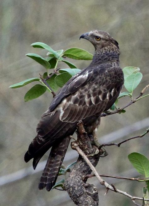 Oriental Honey-buzzard   (Pernis ptilorhynchus) under the dense foliage and in the evening sitting on the branch. Locality: Nagzira Wildlife Sanctuary, Bhandara District, Maharashtra, India Watercolor Exercise, Honey Buzzard, Buzzard, Wildlife Sanctuary, Birds Of Prey, Hawks, Architecture Drawing, Bald Eagle, Drawing Reference