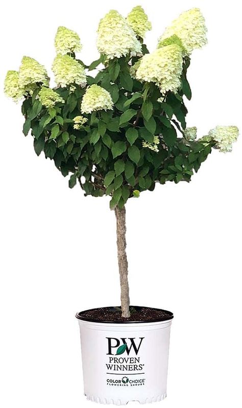 Hydrangea Tree Landscaping, Lime Light Hydrangea Landscaping, Boarders For Flower Beds, Limelight Prime Hydrangea, Limelight Panicle Hydrangea, Limelight Hydrangea Tree, Little Lime Hydrangea Companion, Lime Light Hydrangea Tree, Front Planters