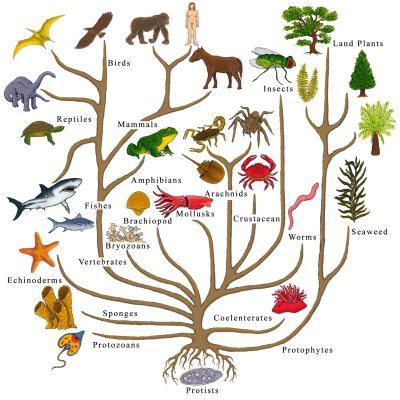 normal_tree_of_lifeGreat blog about teaching evolution. Really clear and well explained. Tree Of Life Evolution, Phylogenetic Tree, Plant Classification, Nature Story, History Timeline, Dinosaur Art, Life Form, Science Classroom, Space Science