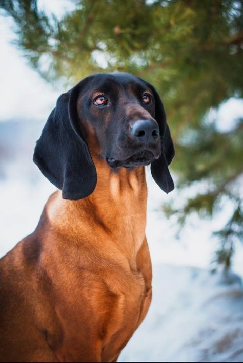 Bavarian Mountain Hound, Dog Reference, Pictures Of Cats, Dog Poses, Interesting Animals, Pretty Dogs, Pretty Animals, Love Animals, Cats And Dogs