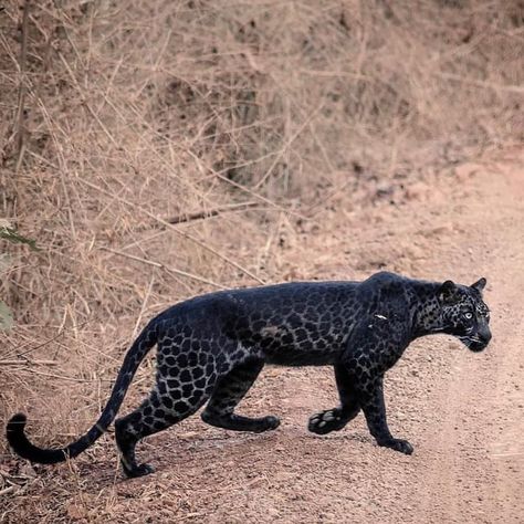 A sleek, and stunning melanistic leopard, often referred to as a black panther or black leopard. Melanism is a development of dark coloured… Melanistic Animals, Rare Cats, Animals Photography, Exotic Cats, Awesome Animals, Cat Pose, Rare Animals, Pretty Animals, Majestic Animals