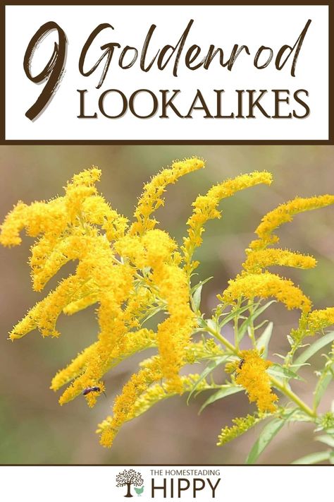 Goldenrod is a plant with many uses, but also many lookalikes. This is compounded by the many different species of goldenrod. Learn about nine of them here. #goldenrod #foraging Goldenrod Benefits, Golden Rod Benefits, Uses For Goldenrod, Benefits Of Goldenrod, Golden Rod, Goldenrod Uses, Canada Goldenrod Uses, Harvesting Goldenrod, Canadian Goldenrod