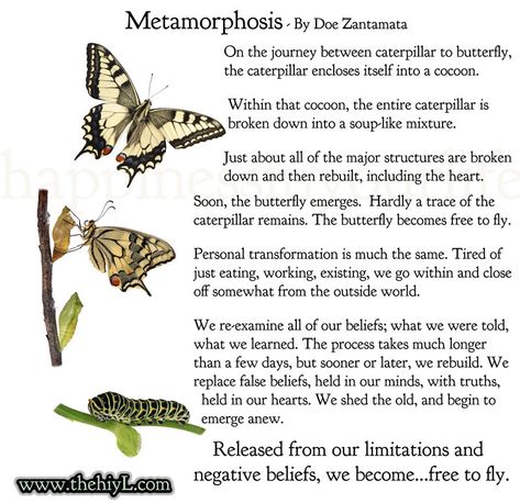 #inspiration #motivation #inspirational #motivational #quote #quotes #quotestoliveby #quotesaboutlife #uplift #positive #positivequotes #healing #helping #butterfly #butterflies #life #loveyourself #love Metamorphosis Quotes, Metamorphosis Tattoo, Doe Zantamata, Animal Journal, Metamorphosis Art, Butterfly Transformation, Butterfly Metamorphosis, Spiritual Blessings, Mail Login