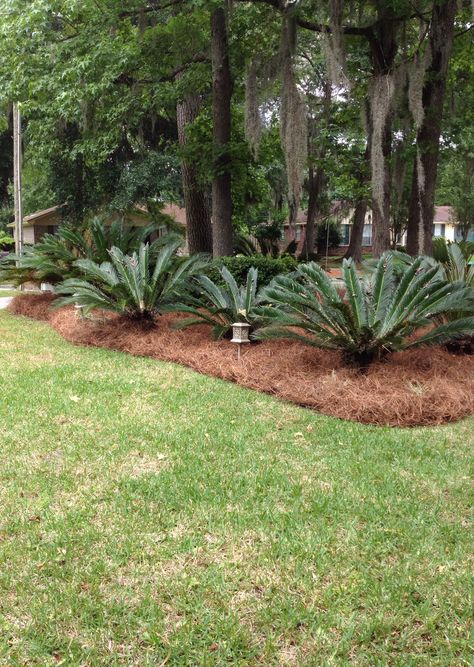 Long needle pine straw mulch. #pinestraw #SAGOPALMS #sago #pineneedle #mulch Landscaping With Pine Needles, Pinestraw Landscaping, Pine Straw Landscaping, Pine Straw Mulch, Wood Landscaping, Cold Climate Gardening, Backyard Decorating, Creative Landscaping, Straw Mulch