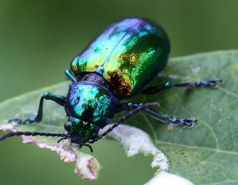 Iridescent Beetle, Duck Species, Leaf Beetle, Beetle Insect, Cool Bugs, Colorful Places, Beetle Bug, Beautiful Bugs, Insect Art