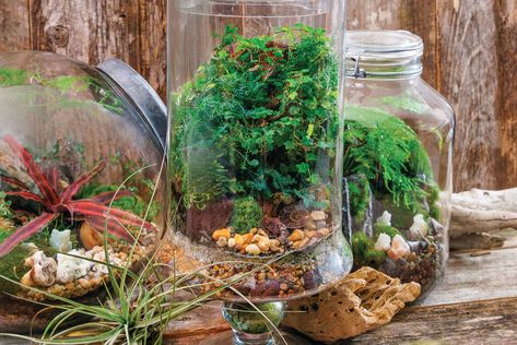 How to Make Your Own Terrarium Woodland Terrarium, Make Your Own Terrarium, Myakka River State Park, Build A Terrarium, Open Terrariums, Terrarium Jar, Air Plant Terrarium, Magazine Images, Banana Tree