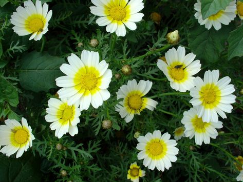 Understanding Different Camomile Essential Oils Third Month Of Pregnancy, Signs Of Inflammation, Distillation Process, Menstrual Pain, Blue Tansy, Pregnancy Months, Muscle Spasms, Skin Disorders, Digestion Problems