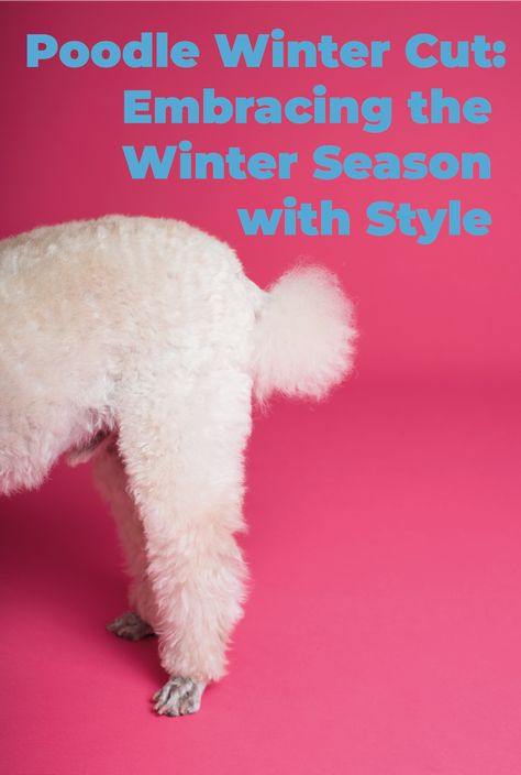 In this article, we will explore the art of the poodle winter cut, offering insights into trendy styles and grooming tips that will keep your four-legged friend both fashionable and cozy throughout the winter season. Winter Poodle Haircuts, Poodle Winter Haircut, Standard Poodle Haircut Styles Winter, You Poodle Haircut, Poodle Grooming Styles, Dyed Poodles Pet Grooming, How To Groom Poodles At Home, Standard Poodle Cuts, Poodle Creative Grooming