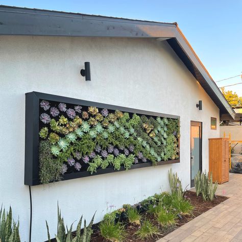 Elevate your residential space with a custom succulent wall - green thumb not required ! . . . #GrowUpGreenwalls #Succulent #CustomSucculentWall #UrbanGardening #BiophilicDesign #GreenLiving Succulents On Wall, How To Make A Succulent Wall, Succulent Wall Garden, Wall Green, Succulent Wall Art, Succulent Wall, Wall Garden, Faux Succulents, Succulent Garden