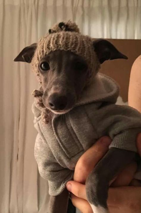 Italian Greyhound Clothes, Whippet Puppies, Italian Greyhound Dog, Whippet Dog, Grey Hound Dog, Italian Greyhound, Cooler Weather, Whippet, Beautiful Dogs