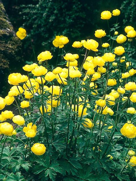 Trollius Europaeus, Globe Flower, Bog Plants, Bog Garden, Fountains Backyard, Hardscape Design, Pond Landscaping, Backyard Water Feature, Pond Plants