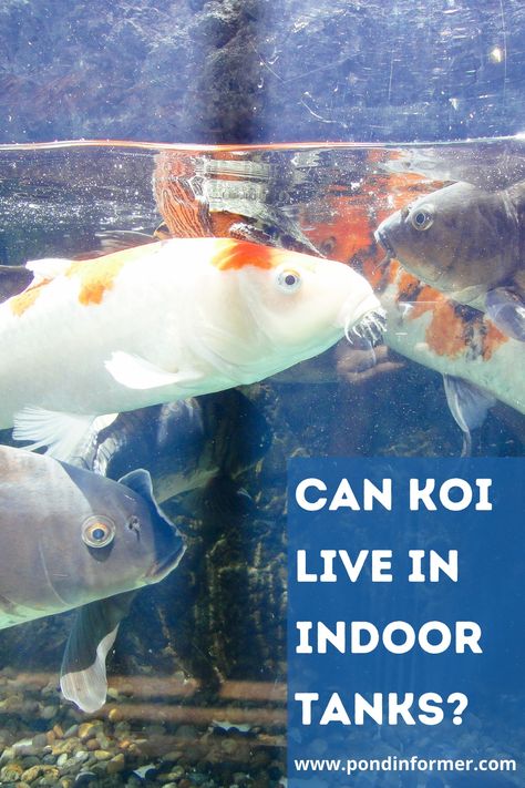 Guide to whether koi can live in indoor tanks or not, plus information on how many koi can be kept in a tank and what other species can be kept with them. Indoor Pond Ideas, Koi Fish Tank, Koi Fish Aquarium, Koi Fish Care, Fish Tank Ideas, Indoor Pond, Goldfish Aquarium, Butterfly Koi, Fish Tank Themes