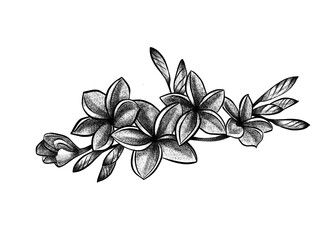 Two branch of buds of blooming plumeria. Isolated flowers, line art, stippling drawing, black and white floral sketch. Stock Illustration | Adobe Stock Plumeria Branch Tattoo, Fiori Frangipani, Stippling Drawing, Tattoos 2024, Branch Drawing, Floral Sketch, Drawing Black And White, Branch Tattoo, Plumeria Flowers