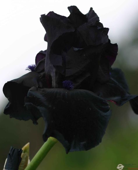 ANVIL OF DARKNESS - iris noire Black Iris Aesthetic, Black Iris Flower, Scary Garden, Plants And Their Uses, Love And Destiny, Dan Pearson, Black Plants, Poison Garden, Iron Fencing