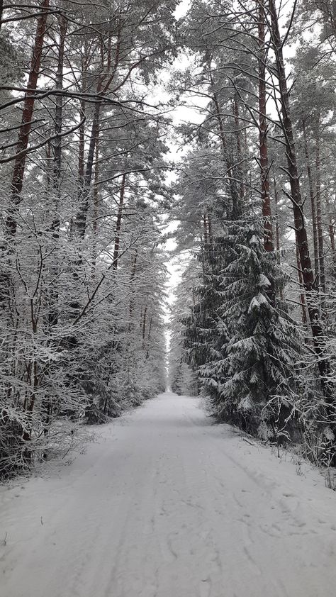 #winter #forest Snowy Forest Wallpaper, Winter Forest Aesthetic, Winter Wald, Snow Forest, Snowy Forest, Winter Woodland, Winter's Tale, Forest Pictures, Landscape Photography Nature