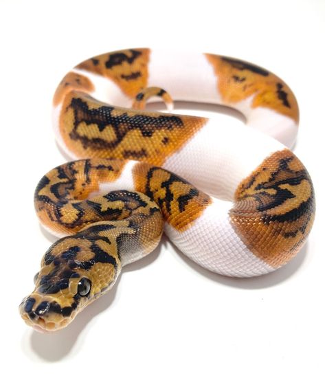 Rare Ball Python Morphs, Pied Ball Python, Pretty Ball Python Morphs, Banana Clown Ball Python, Pet Snakes, Danger Noodle, Danger Noodles, Python Morphs, Python Regius