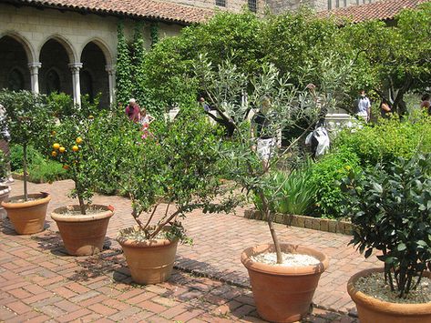 potted fruit trees | Potted Fruit Trees | Flickr - Photo Sharing! Fruit Trees In Small Backyard, Small Fruit Tree Garden, Patio Fruit Trees In Pots, Fruit Trees Backyard Aesthetic, Indoor Avocado Tree, Mini Fruit Tree Orchard, Small Fruit Trees, Potted Fruit Trees, Orchard Design