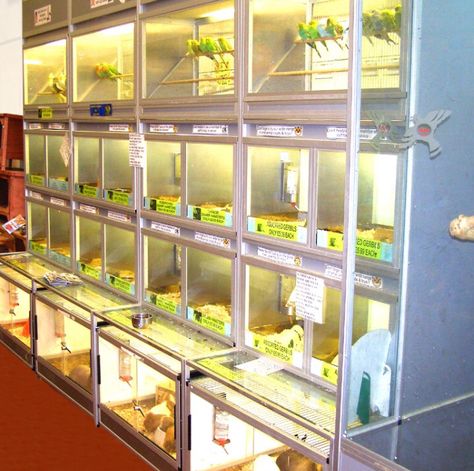 Reptile Store, Pet Adoption Center, Reptile Room, Reptile Terrarium, Pet Corner, Adoption Center, Future Style, Store Front, Sphynx