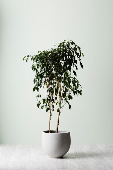 4 perfect indoor plants for minimalist homes | Homes To Love Easy Office Plants, Japandi Indoor Plants, Scandi Plants, Japandi Plants, Scandinavian Plants, Office Greenery, Interior Plants Decoration, Minimalist Plants, Kitchen Japandi