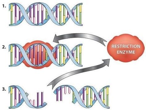 Dna Lab, Recombinant Dna, Dna Technology, Dna Molecule, Dna Sequence, Biology Teacher, Forensic Science, Technology Tools, Molecular Biology