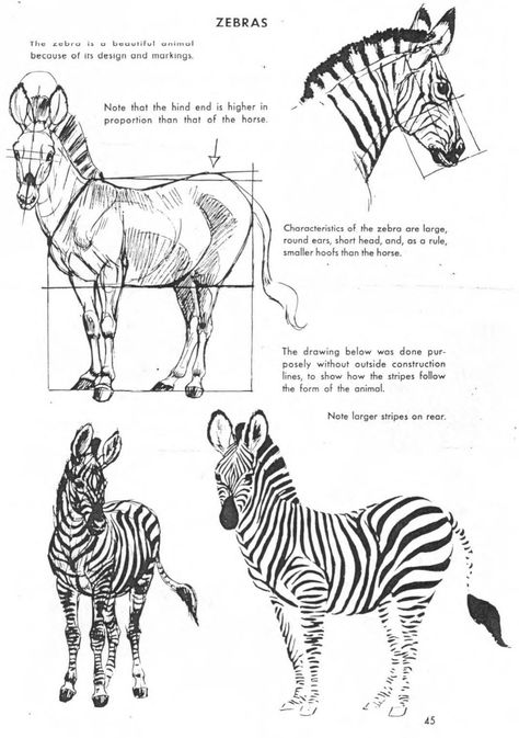 The Art of Animal Drawing, Construction, Action Analysis, Caricature (Dover Art Instruction) by Ken Hultgren : Free Download, Borrow, and Streaming : Internet Archive Zebra Drawing, Cartoon Drawings Of Animals, Tree Drawings Pencil, Zebra Art, Drawing Guides, Horse Anatomy, Learning To Draw, Animal Illustration Art, Zebras Animal