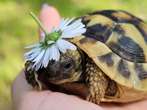 Pet Turtle Aesthetic, Tortoise Aesthetic, Turtle Reference, Turtle Pfp, Turtle Aesthetic, Tortoise Pictures, Turtle Cage, Silly Turtle, Sea Turtle Wallpaper