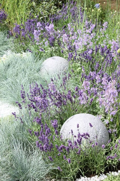 lavender and blue Fescue grass to highlight it Landscape Shrubs, Fescue Grass, Landscaping Shrubs, Hampton Court Flower Show, Blue Fescue, Purple Plants, Gravel Garden, Lavender Garden, Have Inspiration