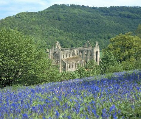 Welsh History, Tintern Abbey, Wye Valley, Big Freeze, Valley River, Celtic Nations, Riverside Walk, Forest Of Dean, Walking Holiday