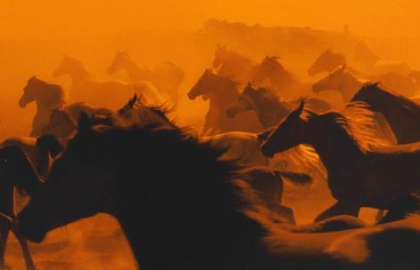 Galloping horses at sunset, in a cloud of dust that obscures the last rays of sun Horses Running, Wild Mustangs, Horse Life, Horse Pictures, Wild And Free, Wild Horses, Animal Photo, Good Thoughts, Beautiful Horses