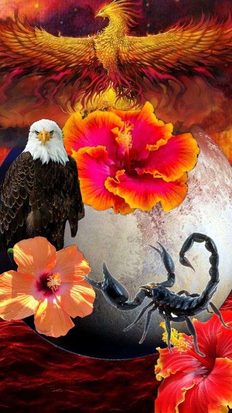 #hibiscus Three stages of #scorpio ♏️: #scorpion #eagle #phoenix Scorpio Art, Scorpio Moon, Scorpion, Hibiscus, Phoenix, Art