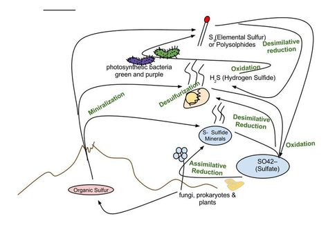 Sulfur cycle - Wikipedia, the free encyclopedia Sulphur Cycle, Kitchen Witchery, Practice Management, Medical Billing, Patient Care, I Care, Fix You, A To Z, Botany