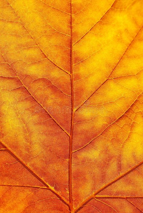 Maple leaf in autumn. Close up of neat yellow maple leaf #Sponsored , #paid, #PAID, #leaf, #yellow, #maple, #autumn Leaf Close Up, Maple Leaf Aesthetic, Leaf Outfit, Extreme Close Up, Art Terms, Leaves Autumn, Leaf Texture, Autumn Leaf, Maple Leaves