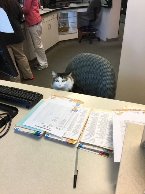 Got greeted by my new vet receptionist today. Service was pawsitivley meowtstanding. http://ift.tt/2dSl5td Vet Receptionist, Office Cat, Little Animals, Lots Of Cats, Funny Cat Pictures, Kitty Cats, Cute Images, Cute Little Animals, Animals Friends