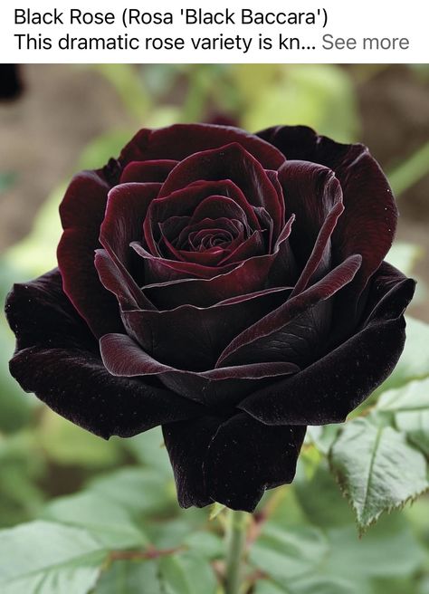 Rose Black Baccara, Black Rose Bush, Black Rose Plant, Rose Flower Black Background, Black Baccara Roses, Black Baccara, Reception Tablescapes, Rose Varieties, Black And White Flowers