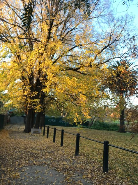 aesthetic | yellow | autumn | leaves | trees | parks Aesthetic Park, Yellow Autumn, Aesthetic Yellow, Yellow Aesthetic, Autumn Leaves, Tree Trunk, Fort, Trees, Yellow