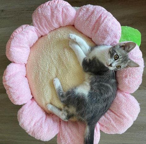 Diy Cat Bed, Cat Things, Pet Camera, Cat Flowers, Pet Stuff, Pink Bedding, Aesthetic Pink, Cute Aesthetic, Cat Accessories