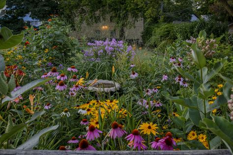 Companion plants for Echinacea should have similar cultural requirements and can create a bed with attractive blooms for any beneficial insect. To create a lively color bed, choose Echinacea companions carefully. This article will help get you started. Pollinator Garden Design, Companion Gardening, Prairie Planting, Air Cleaning Plants, Growing Tomatoes In Containers, Prairie Garden, Native Plant Gardening, Eco Friendly Garden, Best Perennials