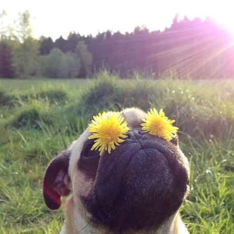 Awww adorable daisy eyed pug A Pug, Cute Pugs, Pug Love, Pug Life, Pug Dog, Dog Photography, Rumi, 귀여운 동물, Animal Memes