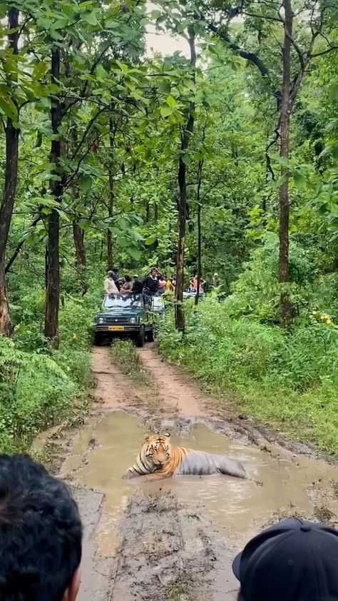 nature on Instagram: Tiger spotting captured by @lallangoappench 🐅 Have you ever seen a tiger on a national park or wildlife reserve tour? 📍Pench National… Jungle Video, Garden Pond Design, Wildlife Reserve, Africa Destinations, National Park Vacation, Pond Design, Brave Enough, Wildlife Park, Amazing Nature Photos