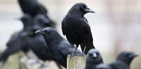 30 Facts About Crows That'll Have You Caw-ing For More | The Fact Site Crow Facts, Group Of Crows, Clever Animals, Metal Coat Hangers, American Crow, Crow Bird, Jackdaw, Human Language, Deeper Meaning