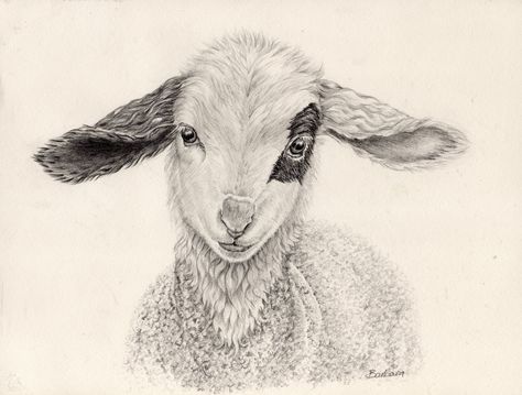 Sketching in Nature: Happy Easter Something To Draw Ideas, Lamb Drawing, To Draw Ideas, Farm Animal Paintings, Something To Draw, Sheep Drawing, Sheep Wall Art, Sheep Face, Challenge Instagram