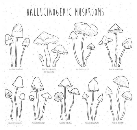 Mushroom Poster, Tattoo Apprenticeship, Mushroom Crafts, Mushroom Tattoos, Flower Line Drawings, Mushroom Drawing, William Morris Art, Vector Banner, Floral Drawing